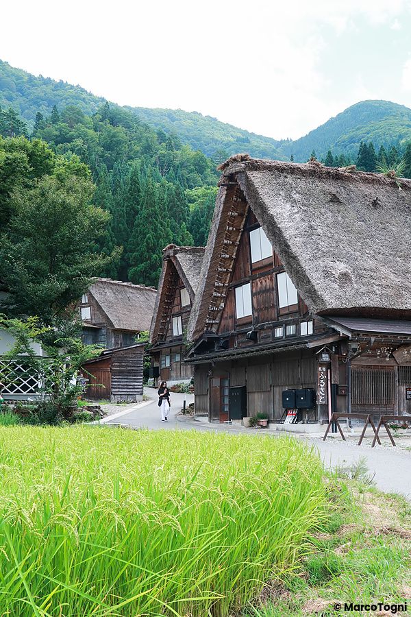Case tradizionali gassho-zukuri a Shirakawa con campi di riso e montagne sullo sfondo.