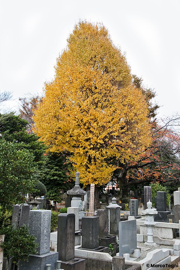 Un grande albero autunnale dalle foglie gialle svetta tra le lapidi in pietra nel cimitero di Yanaka a Tokyo.