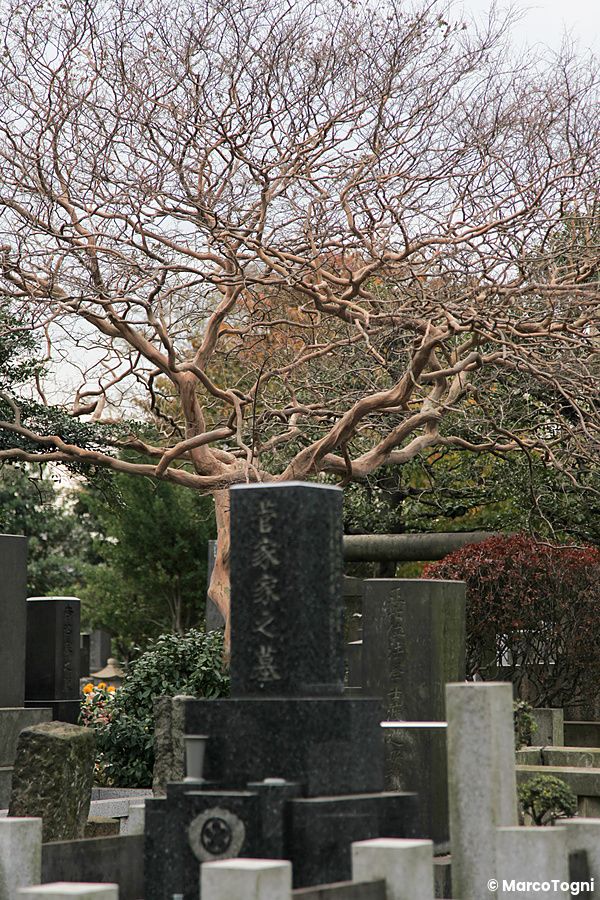 Cimitero a Yanaka, Tokyo, con pietre tombali e un albero dai rami contorti.