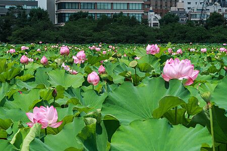 Fiori di loto rosa in piena fioritura che ricoprono la superficie dello stagno Shinobazu a Tokyo con edifici sullo sfondo.