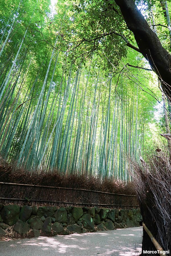 Foresta di bambù a Kyoto con alti fusti verdi e una quieta atmosfera naturale.