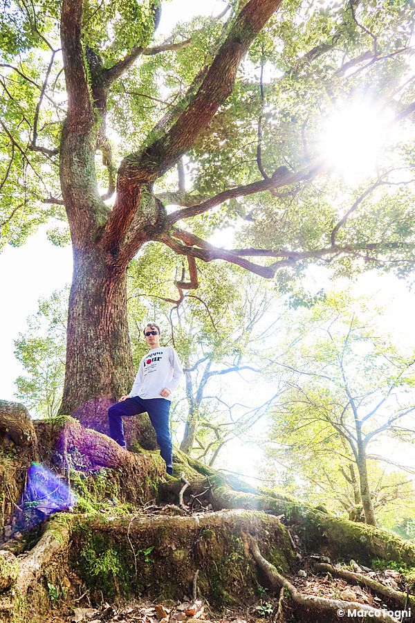 Persona sotto un albero in un parco a Nara con il sole che splende.