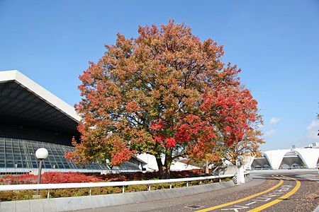 Albero autunnale presso il Parco olimpico di Komazawa, Tokyo.