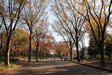 Passeggiata nel parco olimpico di komazawa con alberi autunnali