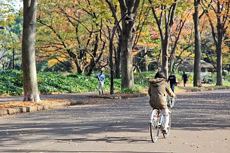 Un ciclista percorre un viale alberato nel parco olimpico di komazawa.