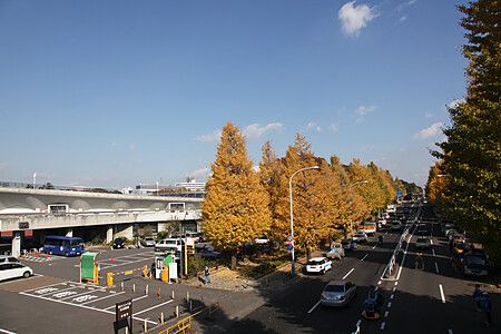 Strada fiancheggiata da alberi autunnali nel Parco olimpico di Komazawa.