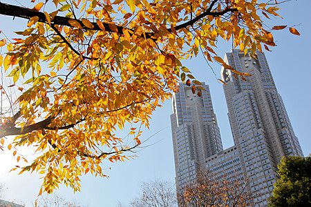 Foglie autunnali davanti al Tokyo Metropolitan Government Building.