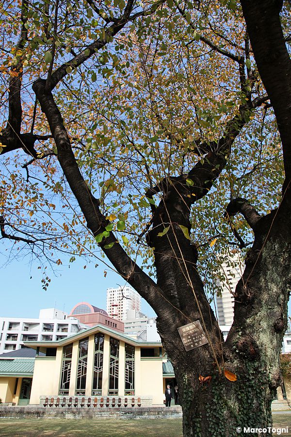 Grande albero davanti al Jiyugakuen Myonichikan a Ikebukuro, Giappone.