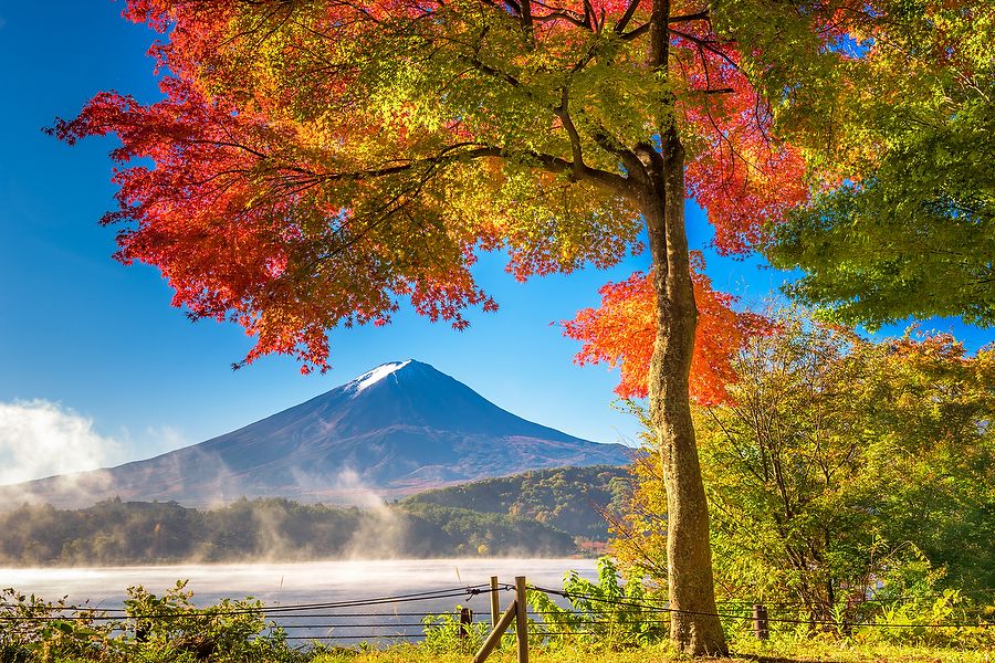 Monte Fuji in autunno, visto dal Lago Kawaguchi con un albero dai colori vivaci in primo piano.