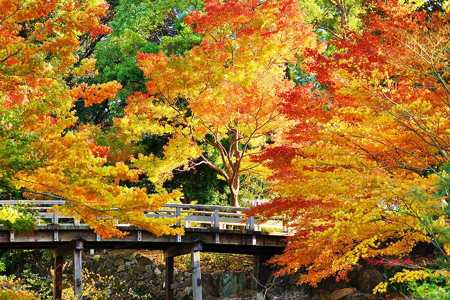 Ponte in legno immerso in foglie autunnali colorate a Nagoya, Giappone.