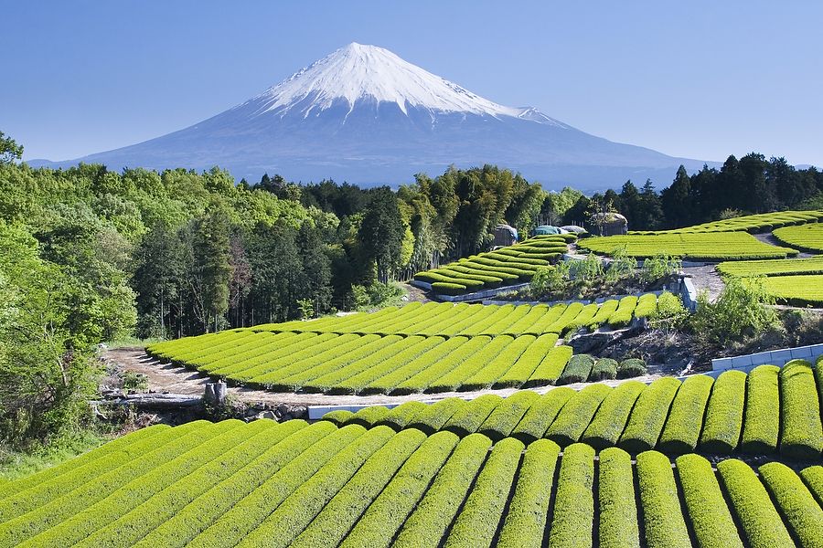 Campi di tè verde con il Monte Fuji sullo sfondo in Giappone.