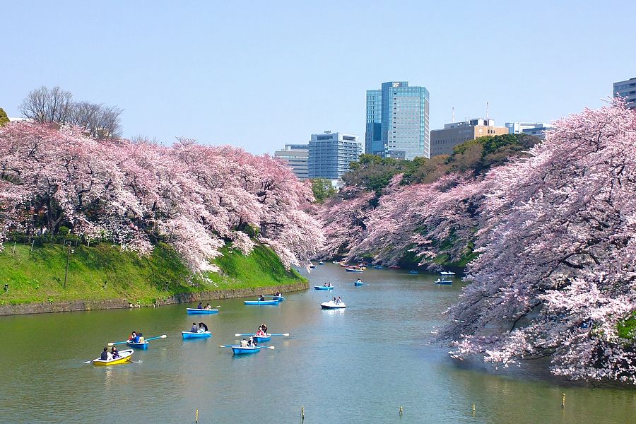 Chidorigafuchi a Tokyo con ciliegi in fiore e barchette colorate sull'acqua.