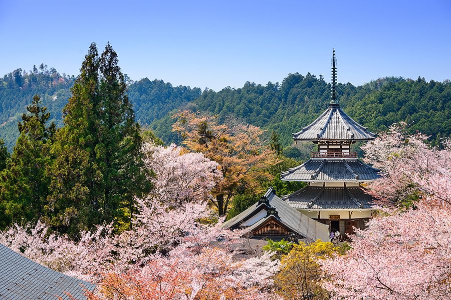 Tempio Kinpusenji e ciliegi in fiore a Yoshinoyama, Giappone.