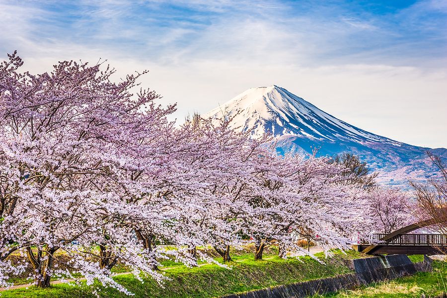 Monte Fuji e ciliegi in fiore lungo il Lago Kawaguchi.