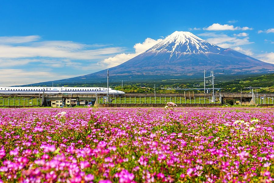 Treno Shinkansen e Monte Fuji con fiori di shibazakura a Shizuoka.