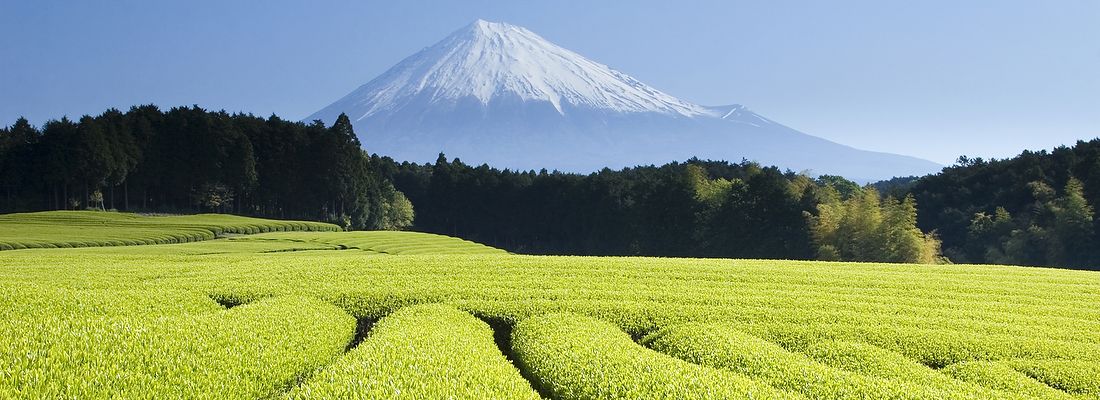 Campi di tè verde sotto il Monte Fuji in Giappone.