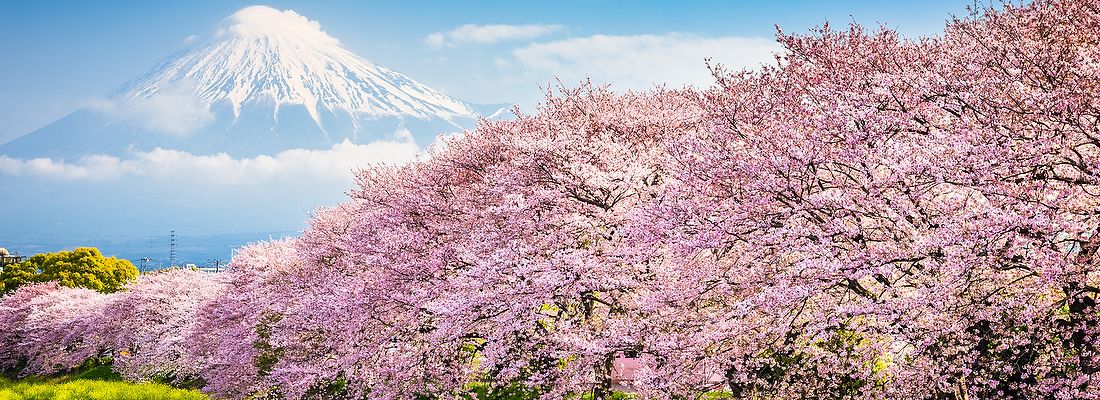 Monte Fuji con ciliegi in fiore in primavera e un fiume vicino.