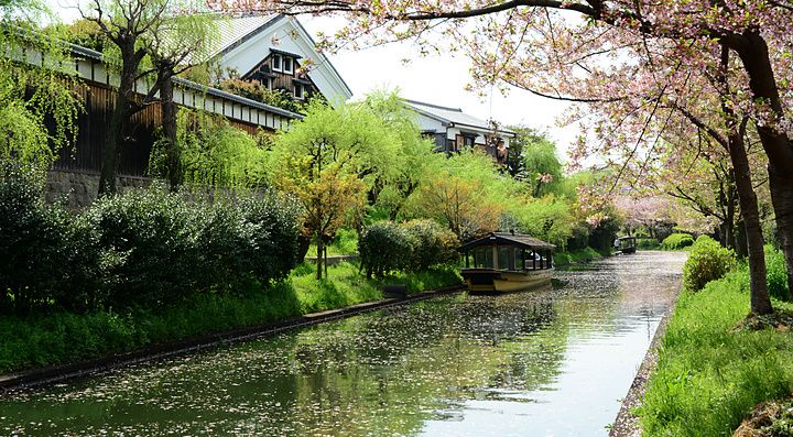 Barca tradizionale giapponese su un canale alberato durante la fioritura dei ciliegi a Kyoto.