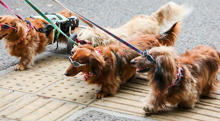 Diversi bassotti con occhiali camminano al guinzaglio su un marciapiede in Giappone.