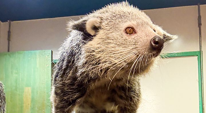 Marco Togni si scatta un selfie a Rare Zoo a Osaka mentre un binturong si trova su una mensola sopra la sua testa.