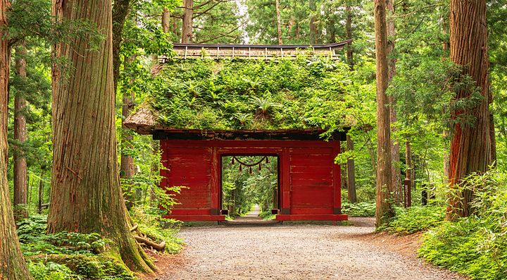 Cancello rosso Zuishinmon circondato da alti alberi in una foresta al santuario di Togakushi in Giappone.