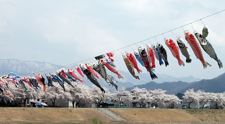 Carpe volanti Koinobori in una valle montana con ciliegi in fiore.