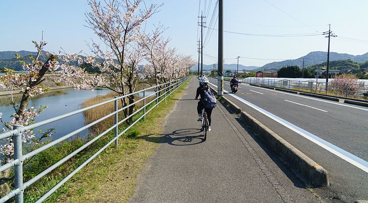 Ciclista sulla pista ciclabile del Shimanami Kaido con ciliegi in fiore.