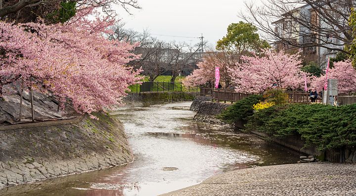 Alberi di ciliegio in fiore lungo le sponde del canale Yodo a Kyoto durante la primavera.