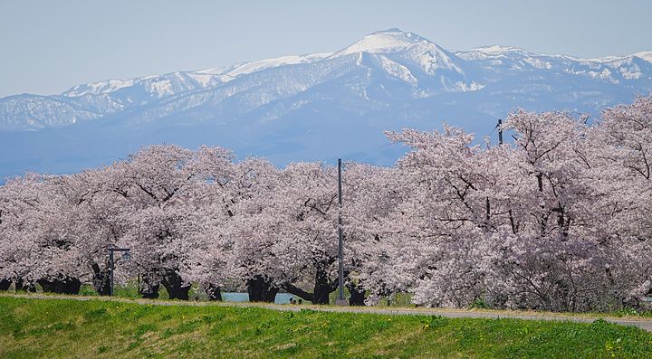 Ciliegi in piena fioritura con montagne innevate sullo sfondo al parco Kitakami Tenshochi in Giappone.