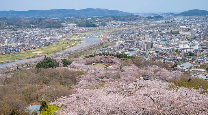 Veduta panoramica di ciliegi in fiore lungo il fiume Shiroishi, Shibata, vista dal parco delle rovine del castello di Funa...