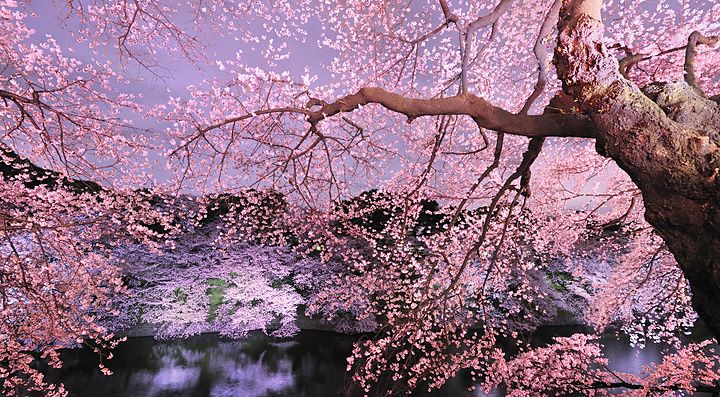 Ciliegio in piena fioritura illuminato di notte in Giappone.