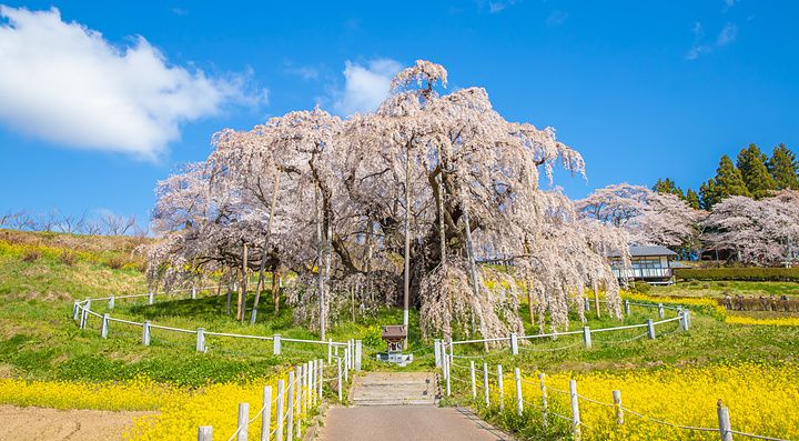 Antico ciliegio piangente in fiore a Miharu Takizakura, circondato da fiori gialli sotto un cielo sereno.