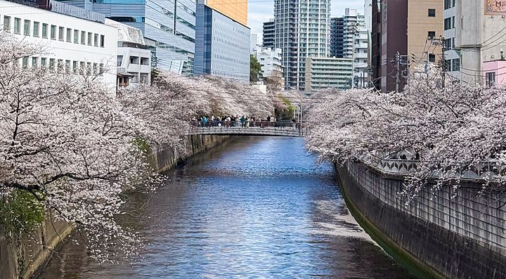 Veduta del Fiume Meguro a Tokyo con alberi di ciliegio in fiore lungo gli argini e moderni edifici sullo sfondo.