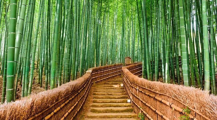 Sentiero nella foresta di bambù di Kyoto, Giappone.
