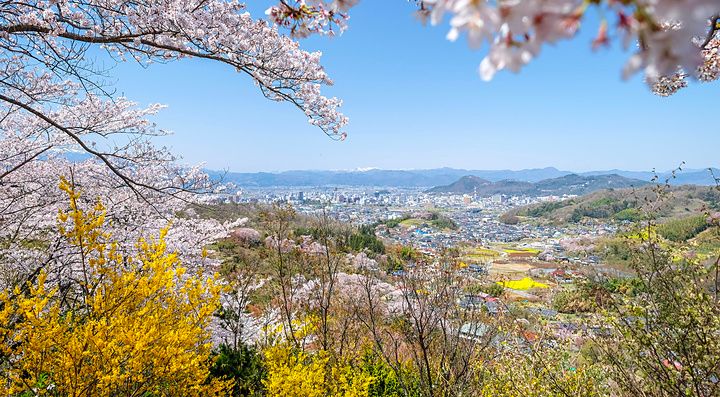 Veduta panoramica di Fukushima con alberi in fiore rosa e gialli in primo piano sotto un cielo sereno.