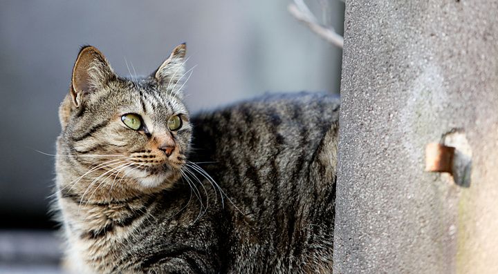 Un gatto tigrato giappone riposa vicino a un pilastro di cemento in Giappone.