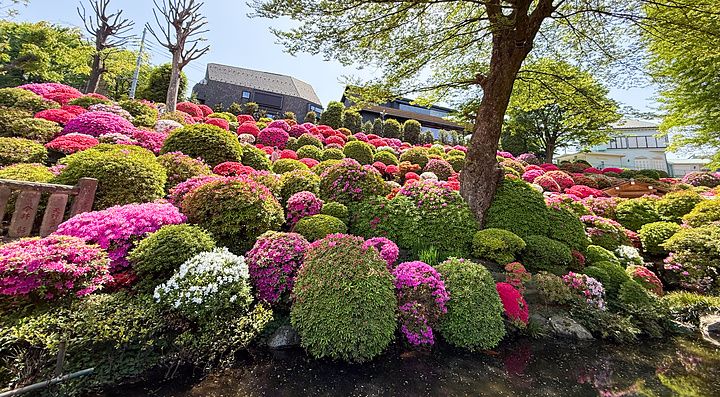 Il giardino delle azalee al tempio Nezu a Tokyo presenta una collina ricoperta di fiori colorati sotto un cielo azzurro.
