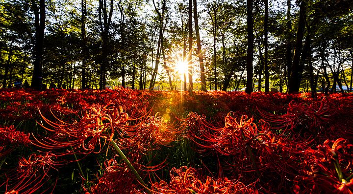 Densa distesa di gigli ragno rossi in un bosco illuminato dal sole calante tra gli alberi.