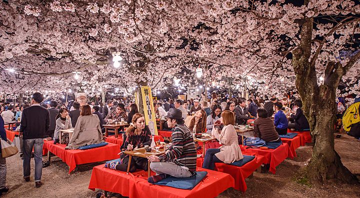 Persone che partecipano a un festival Hanami serale sotto i ciliegi in fiore a Kyoto.