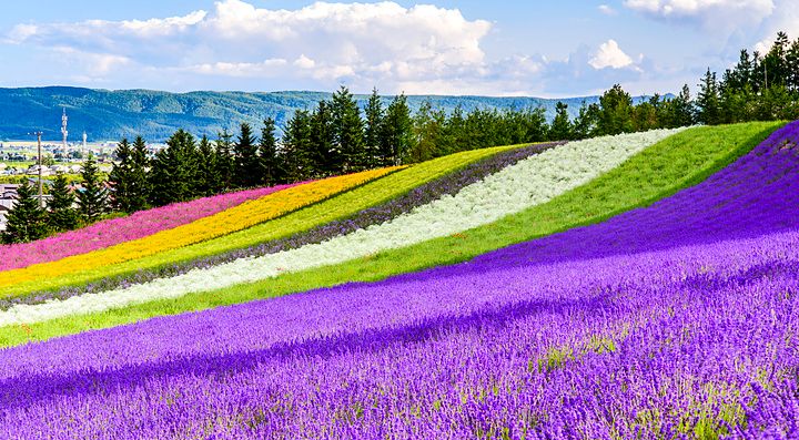 Campi fioriti multicolore all'Irodori field, Tomita farm, Furano, Giappone.