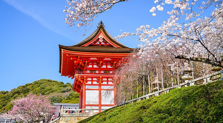 Tempio Kiyomizu-dera a Kyoto con ciliegi in fiore e cielo blu.