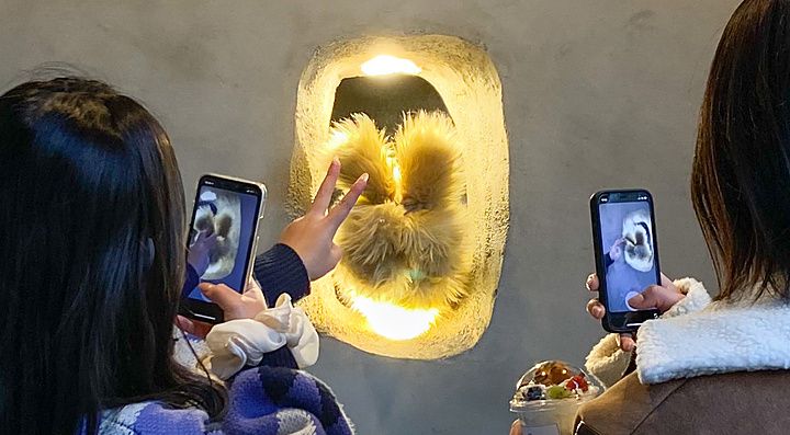Due persone fotografano con smartphone una mano pelosa che esce da un foro illuminato nel Kuma no Te Cafe, Osaka.