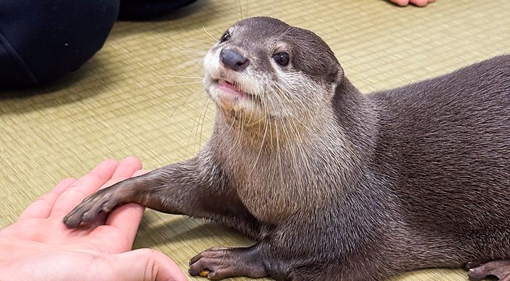 Una lontra poggia la zampa sulla mano di una persona all'interno della sede di Loutre a Osaka.