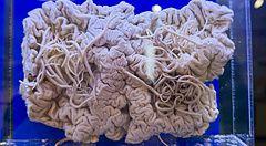 Anisakis simplex in una teca al Museo dei Parassiti di Tokyo.