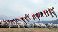 Carpe volanti Koinobori in una valle montana con ciliegi in fiore.