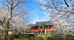 Ciliegi in fiore e tempio giapponese al Parco di Ueno.
