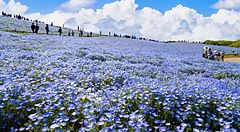 Hitachi Seaside Park