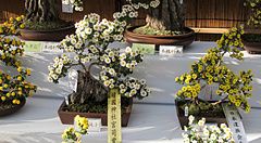 Esposizione bonsai giappone in Giappone con piccoli alberi in fiore bianchi e gialli disposti su ripiani.