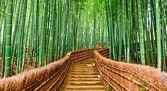 Sentiero nella foresta di bambù di Kyoto, Giappone.