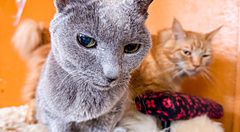 Due gatti, uno grigio e uno arancione, siedono su una cuccia all'interno del Gurugurudo Cat Cafe di Osaka.